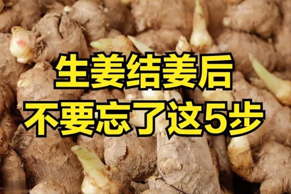 民银证券 生姜结姜后别忘这5步，晚了生姜长不好！